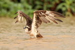Osprey raised wings for take-off, Rio Sao Lourenco, Brazil