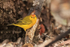 Yellow Warbler, Cormorant Point, Floreana, Galapagos