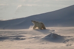 Polarbear 5562