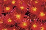 Lampranthus Brownii