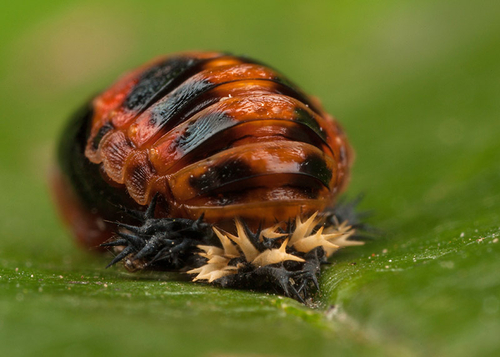Harlequin Ladybird pupa, showing discarded larval skin. Warwickshire, August 2012.