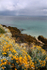 Porthwidden Beach _C017
