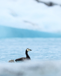 Barnacle Goose amongst icebergs, Jokulsarlon, Iceland