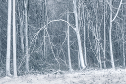 A blizzards bough