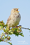 Corn Bunting 090612 7