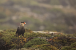 Crested Caracara with food, Saunders Island, Falklands
