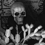 Skull still-life