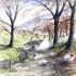 Sheep in Lane
