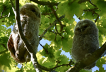 Wildlife in the UK portfolio