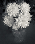 Vase of Flowers Still Life in Black and White
