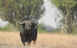 A buffalo and candelabra.
