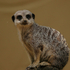Meerkat