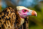 white-headed vulture Trigonoceps occipitalis-7410
