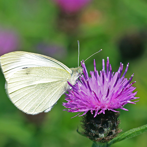 A Cabbage White butterfly.