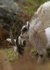 WELSH MOUNTAIN GOATS