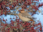 Waxwing - Bombycilla garrulus