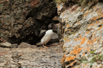 Horned Puffin (eclipse plumage), Duck Island, Alaska