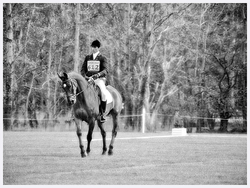 Equine Portfolio portfolio