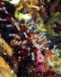 Sarcodictyon sp.