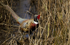Pheasant