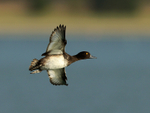 Tufted Duck portfolio