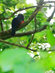 Baird's Trogon portfolio