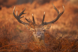 Red Deer