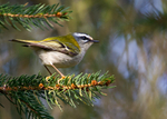 Firecrest 1
