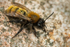 Andrena fulva (f)