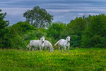 In the world of Horses