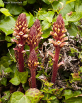 Ivy Broomrape