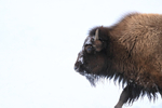 Side view of Bison head, Yellowstone National Park, Wyoming