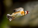 No. 0101 Goldfinch