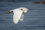 Little Egret (Egretta garzetta) flying