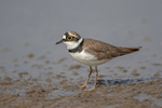 Little-ringed Plover  1904-13818