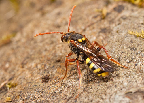 Nomada marshamella