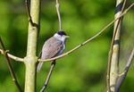 Blackcap