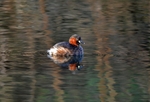 Little Grebe