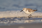Sanderling specular highlights in background, Fort De Soto, Florida