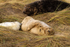 Grey Seal Family