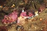 Myoxocephalus scorpius