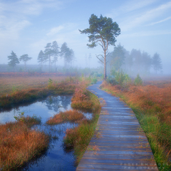 Thursley Boardwalk