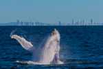 Humpback Breach Tweed Heads 3. 0A3A8669