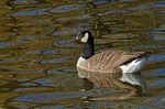 Canada Goose