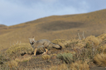 South American Grey Fox