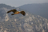 Lammergeier in flight mountain background, Catalonia, Spain