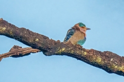 Indian Roller
