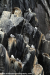 SBA012: Seabird cliffs