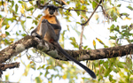 Capped Langur