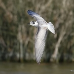 White-winged Tern (Chlidonias leucopterus) 1w